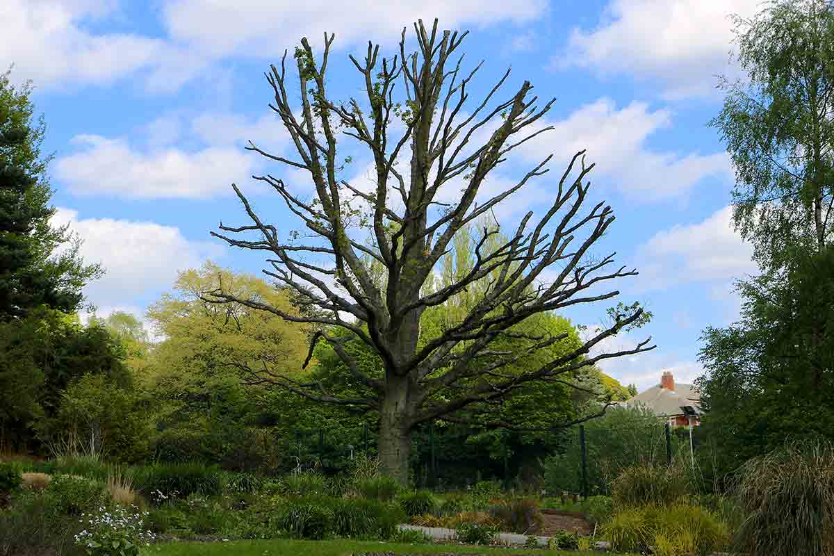 Hiring a Tree Removal Service? Ask These 10 Questions! Best Pick Reports